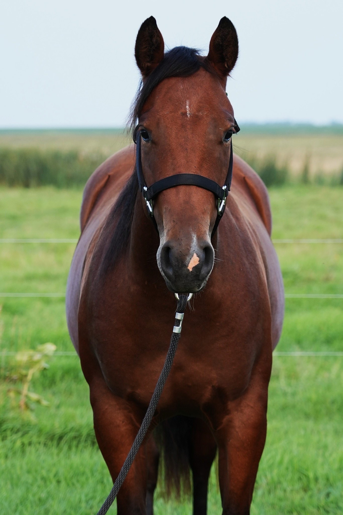 Peves Candy Cowboy si 95 stakes placed gelding for sale