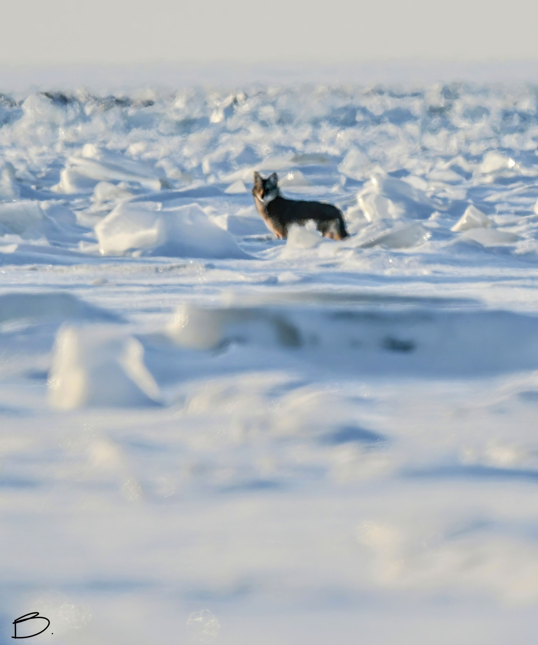Astro-Land-Nature - Last evening when I arrived at my spot on Lake Erie ...