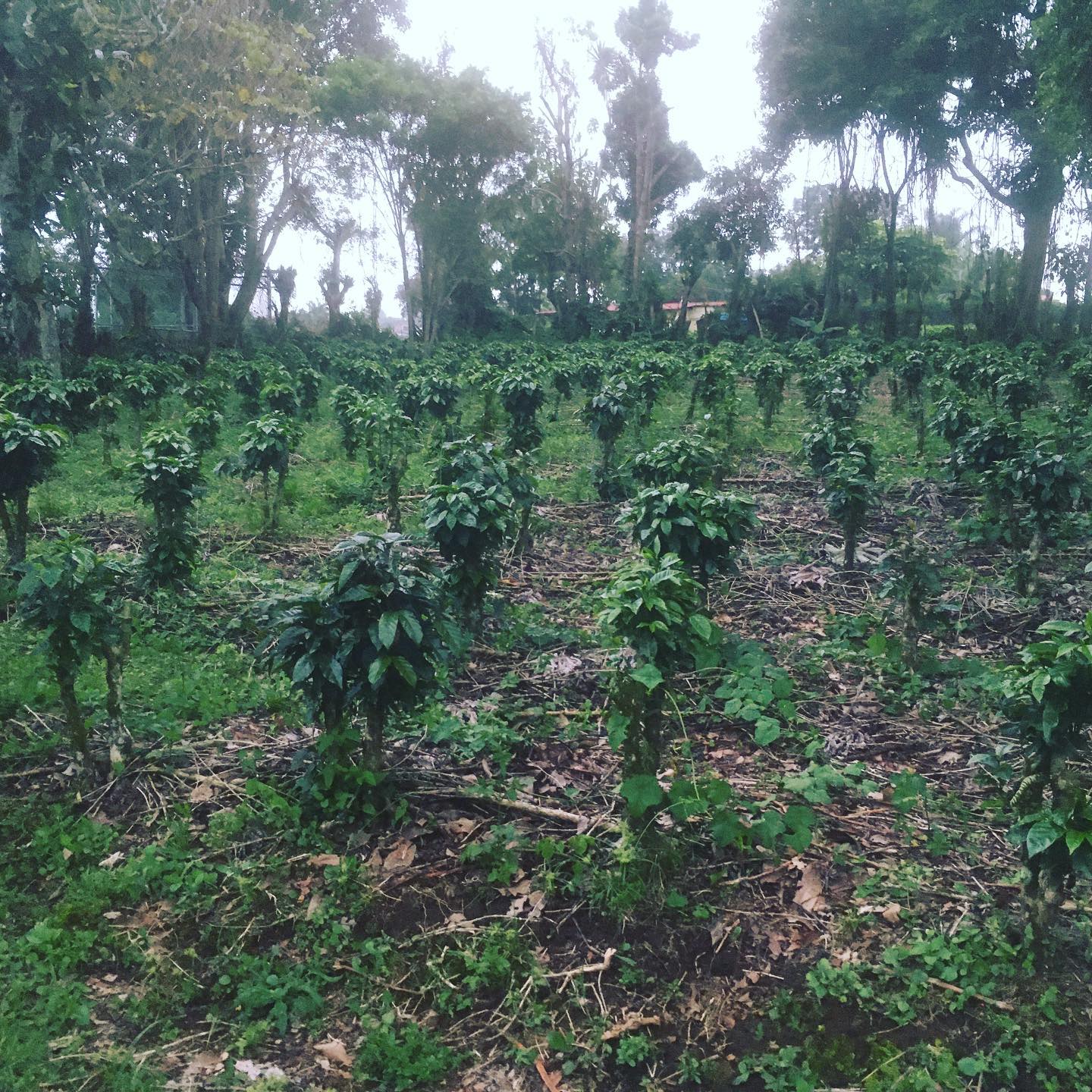 Finca Don Ramón | San Isidro