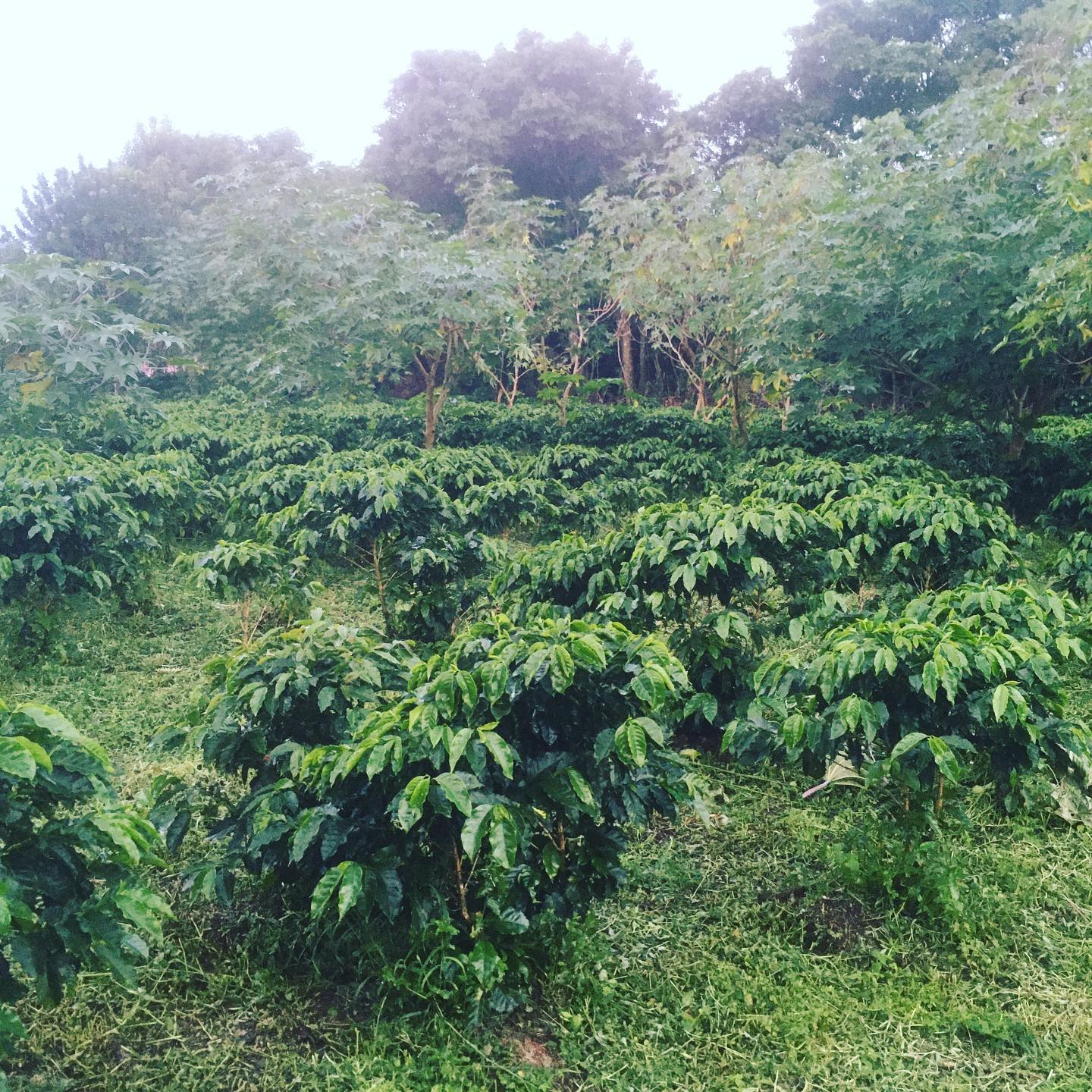 Finca Don Ramón | San Isidro