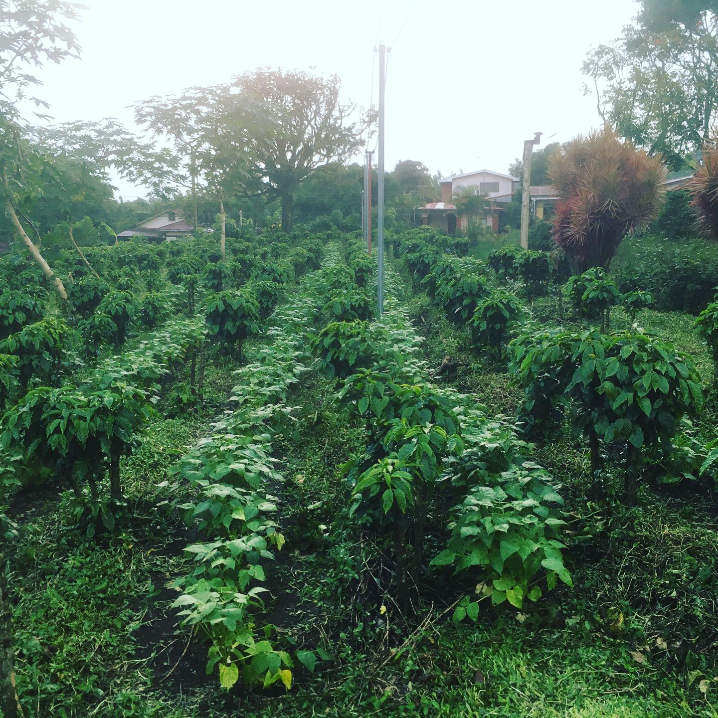 Finca Don Ramón | San Isidro
