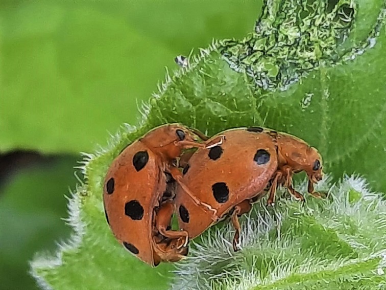 20 Coccinelles Adultes Coccinella Septempunctata - Traitement Naturel Anti-Pucerons Potager Et Rosiers