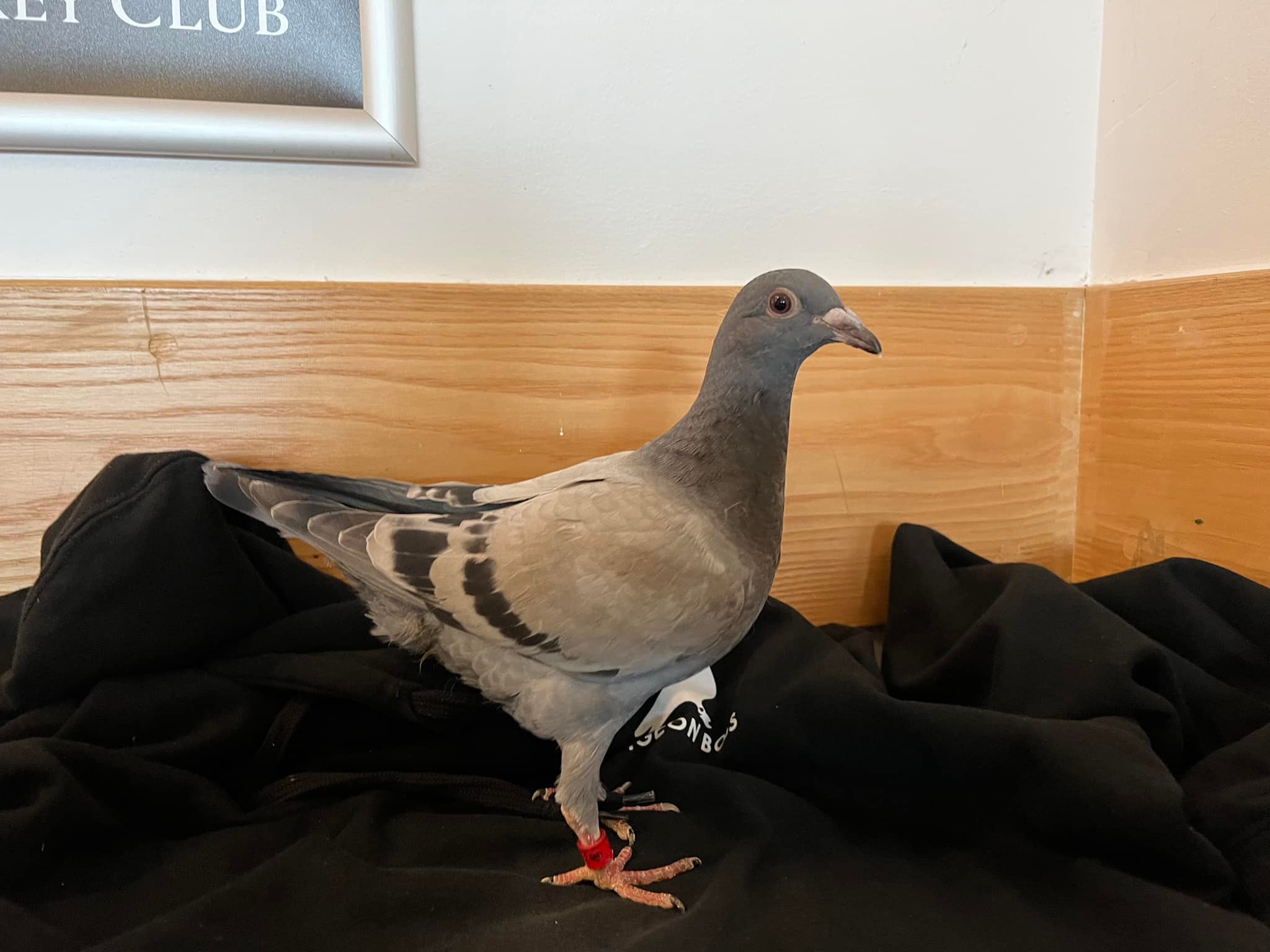Feathers Elite Pigeon Auctions' new pigeons for racing