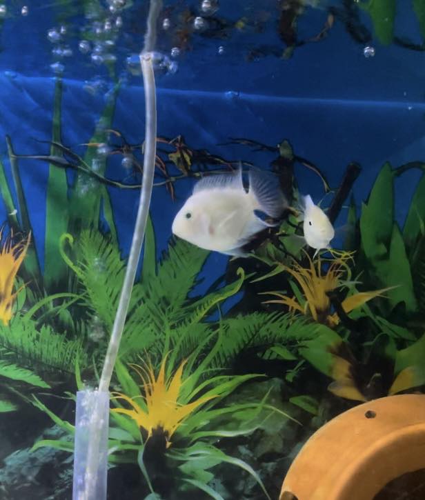 MH Hasan Fish world | Dhaka