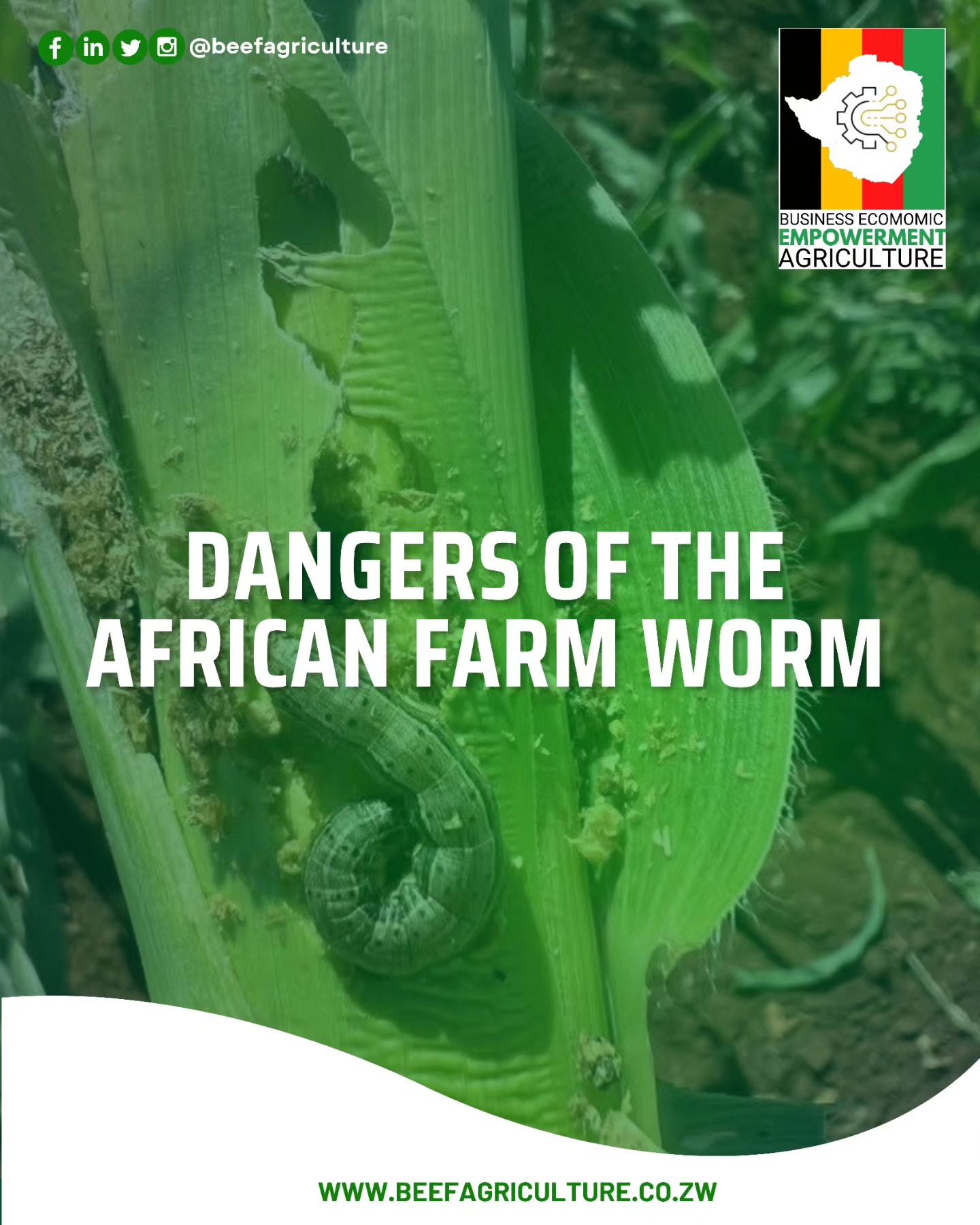 BEEF - 🚨 Beware of the African Fall Armyworm! 🚨 This highly destructive ...