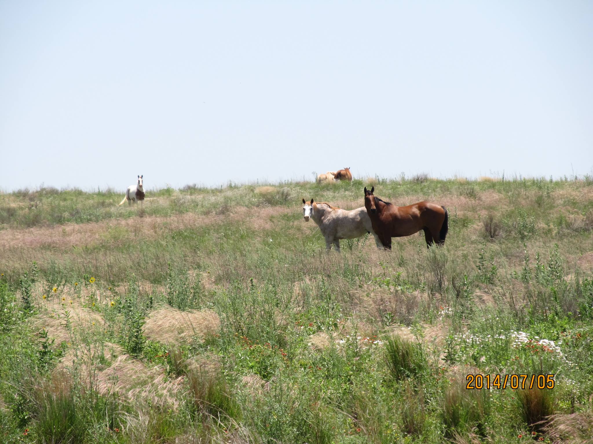 The Thicket Guest Ranch | Canadian TX