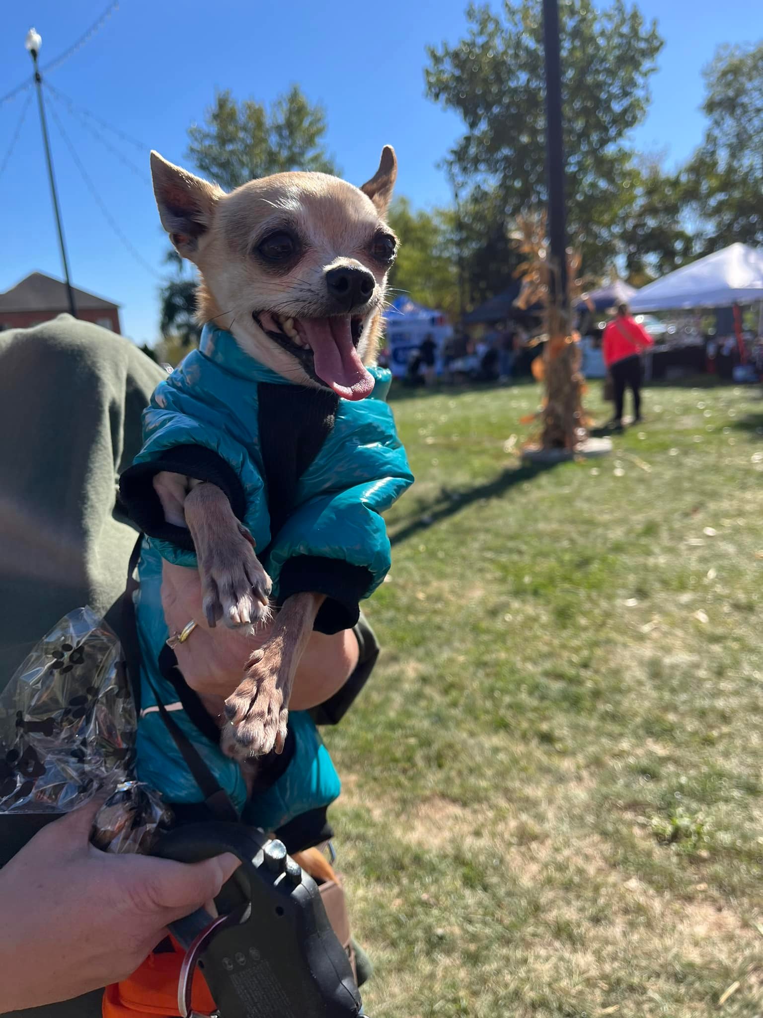 Pet Project Marseilles Il