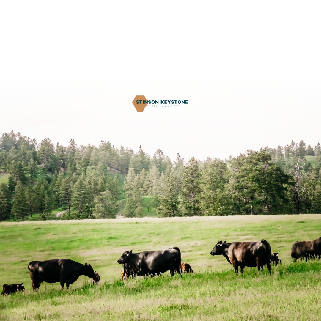 Stinson Keystone Cattle Company