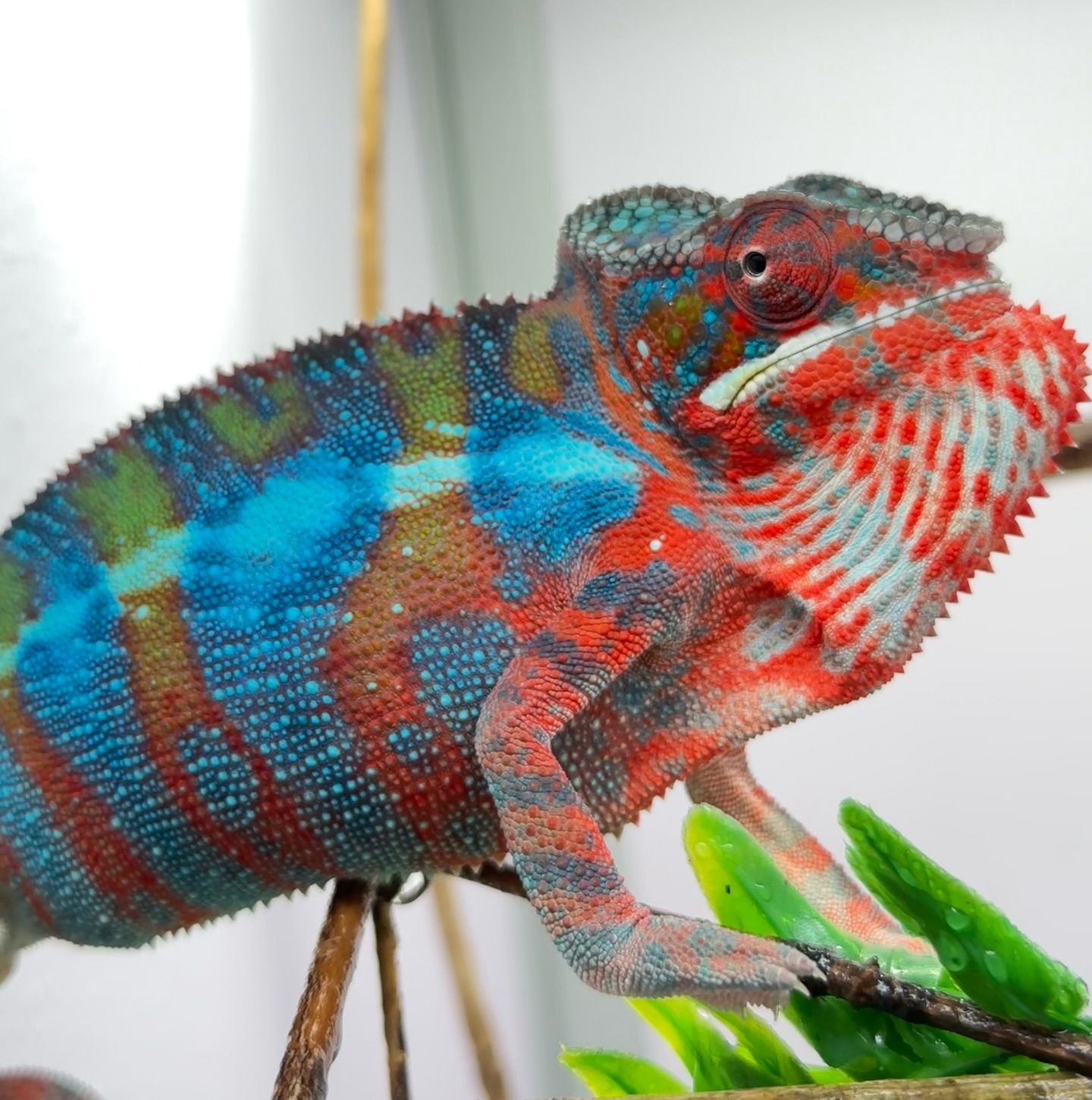 MFR Chameleon - Gioco Di Ruolo Per PC - Nuovo E Sigillato