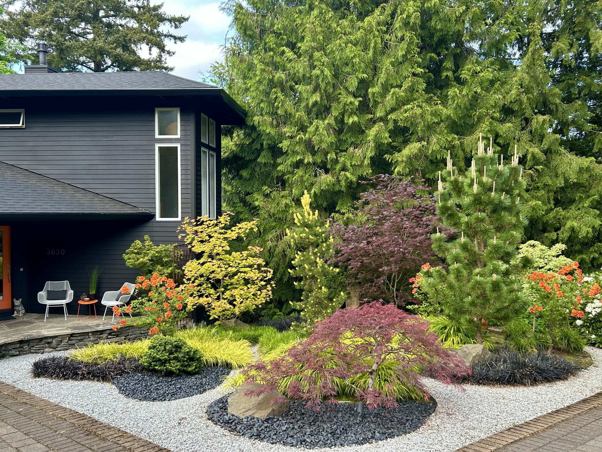 常緑樹 deliquent1984 Japanese maple collection and NW Asian inspired garden design