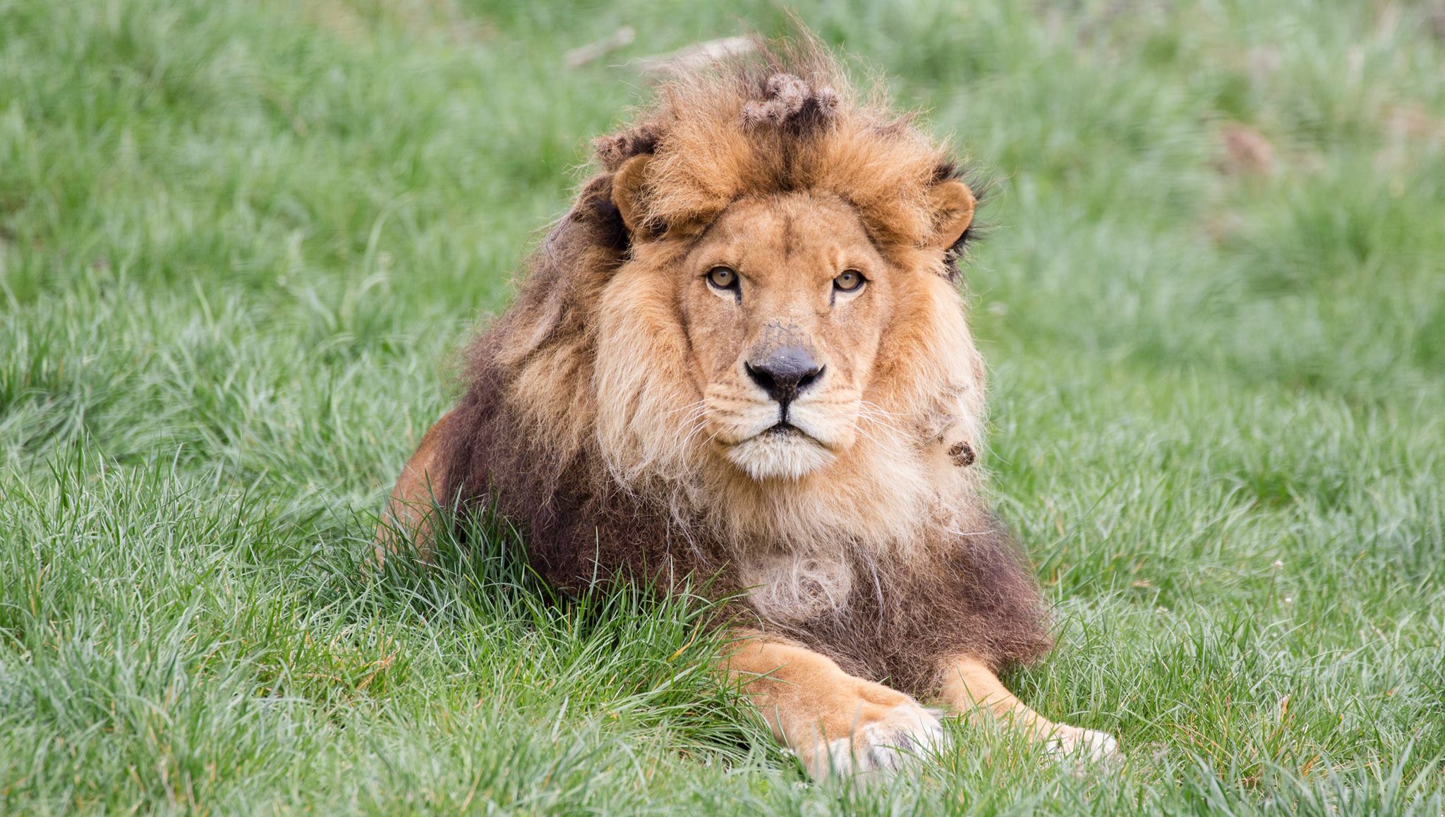 Parc - Le saviez-vous ? Vous pouvez adopter un animal du Parc Animalier ...