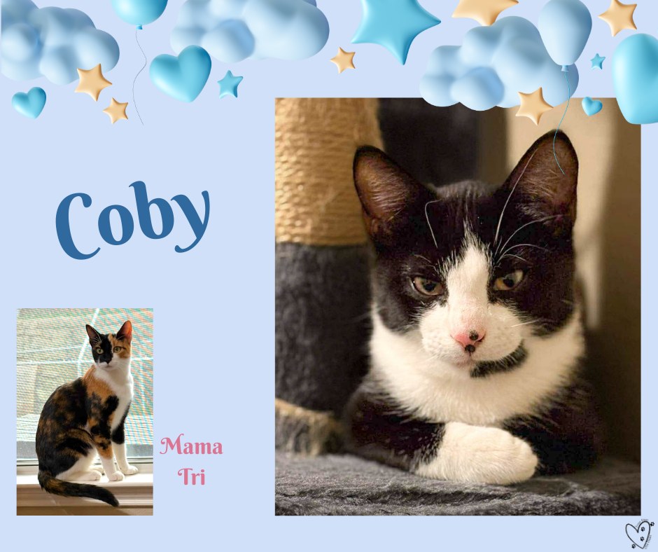 It's Tuxedo Thursday - Meet Coby! He and his mom, Tri, are a bit on the ...