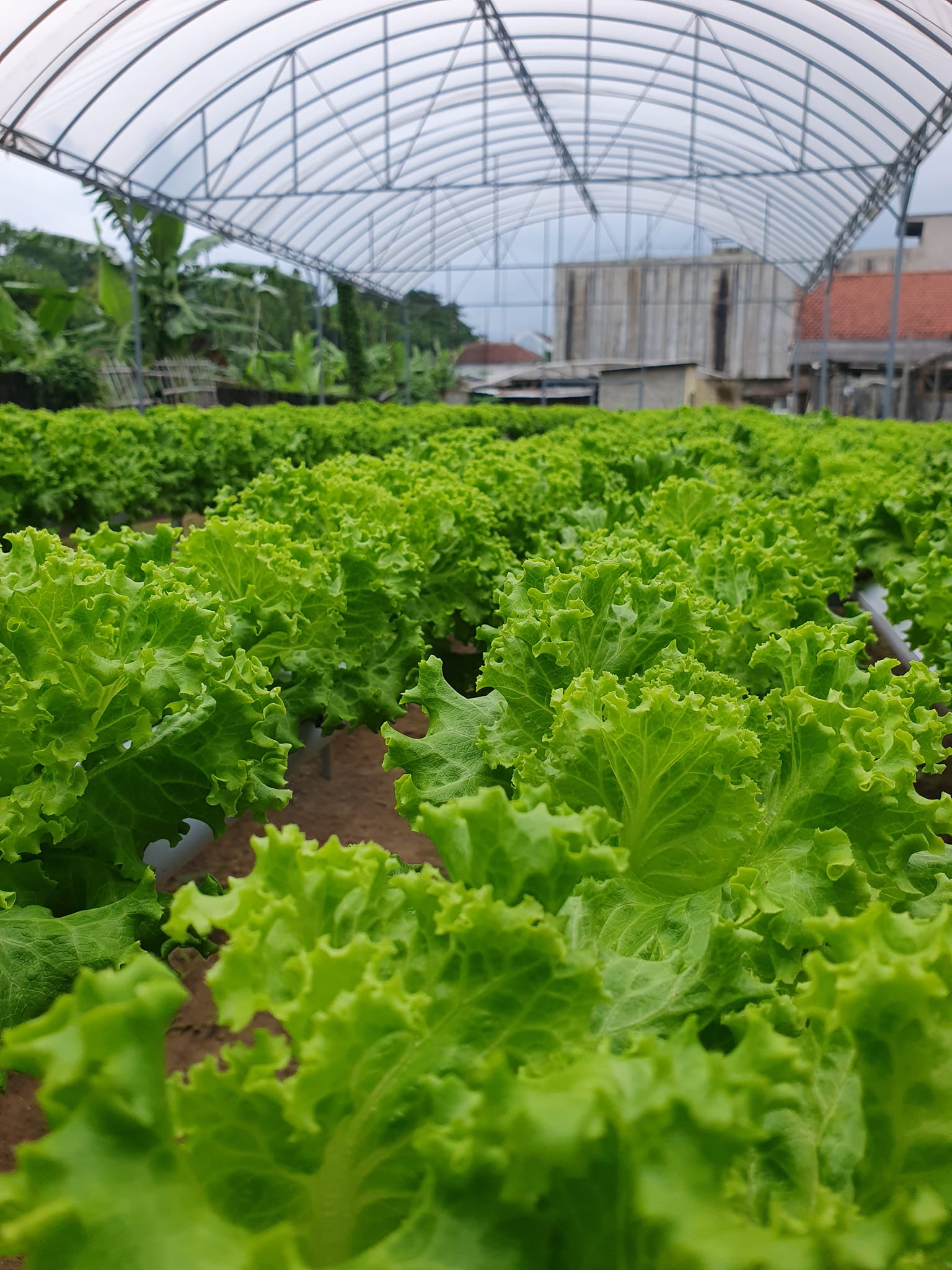 Rejo Farm Hidroponik | Tulungagung
