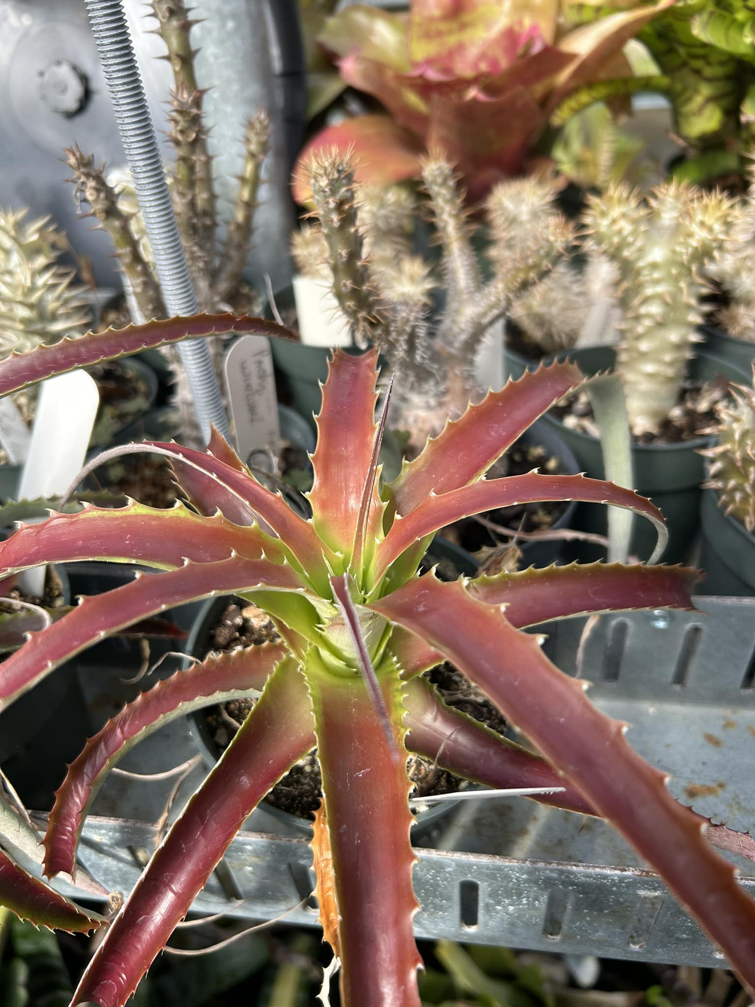 Nice silvery Hechtia lanata 😻