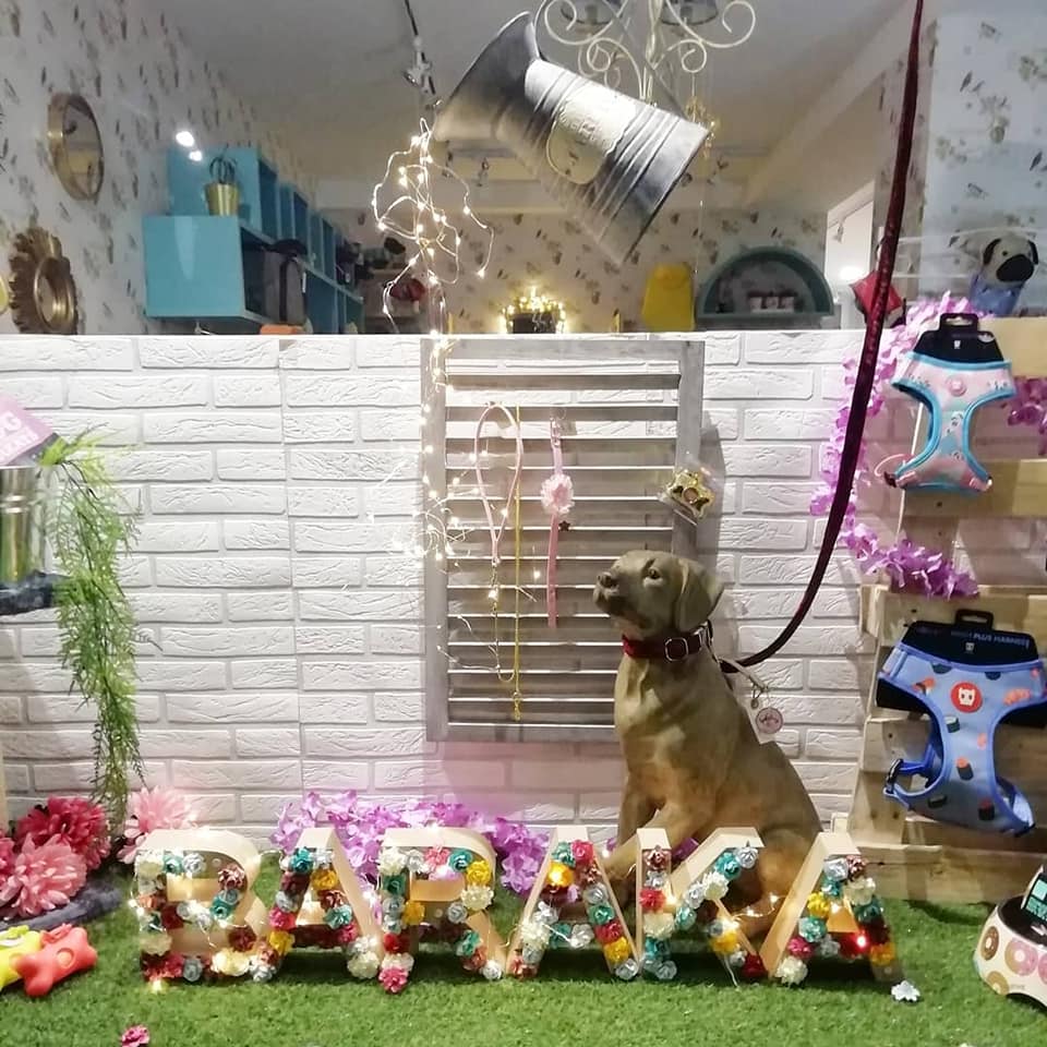 🌸💐Cuál... - Baraka Animal - Boutique Peluquería Canina & Spa | Facebook