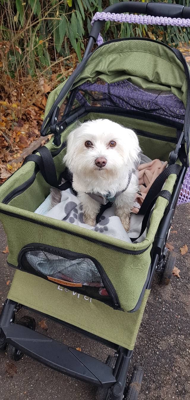 War heute im Wagen mit auf dem Friedhof Hunde dürfen da nicht laufen danach durfte ich dann mit zum Mömax..war ja ganz brav im Wagen ohne ein mux