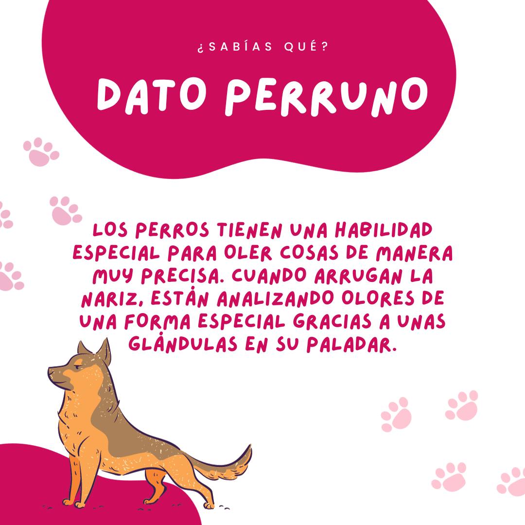 Perro arrugando la nariz por olor