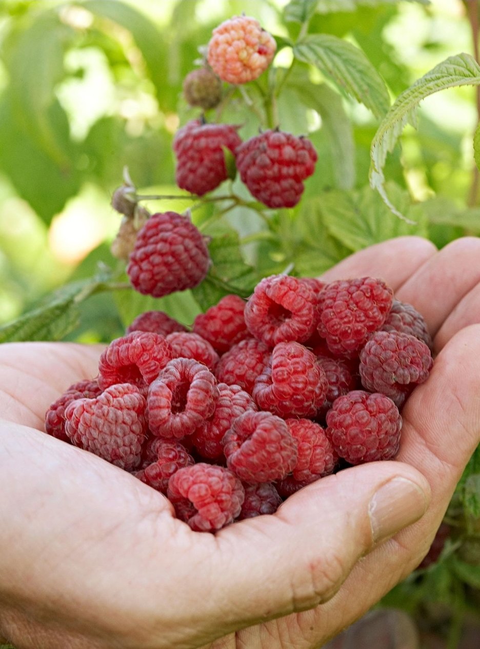 Raspberry starts in 1 gallon pots - Plants & Seedlings - Victoria ...