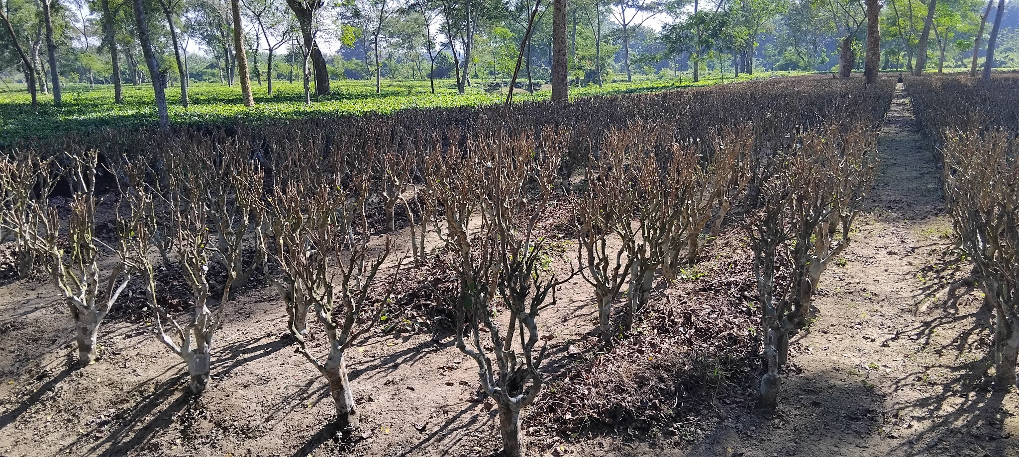 Rema Tea Company Limited | Dhaka