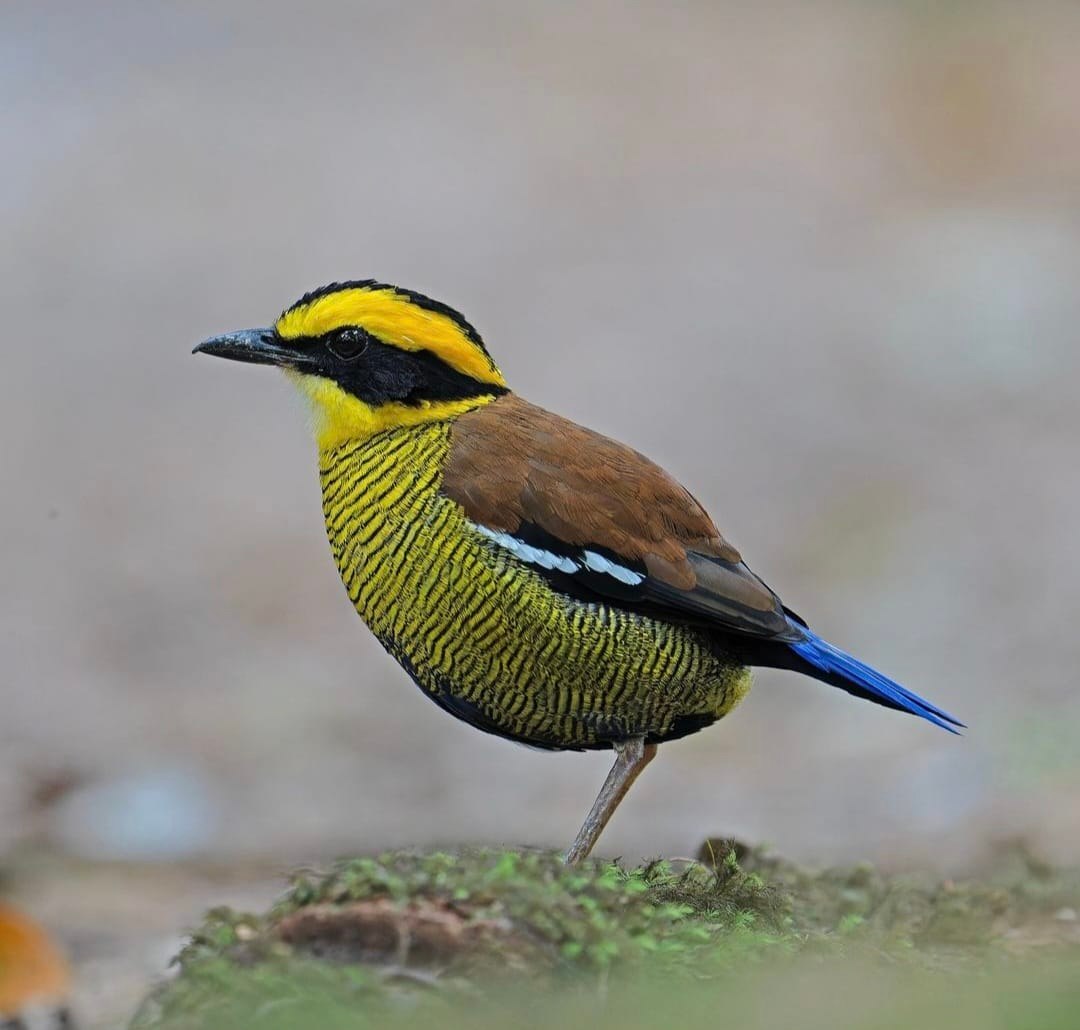 Wondershots - Bornean Banded Pitta. The Bornean banded pitta (Hydrornis ...