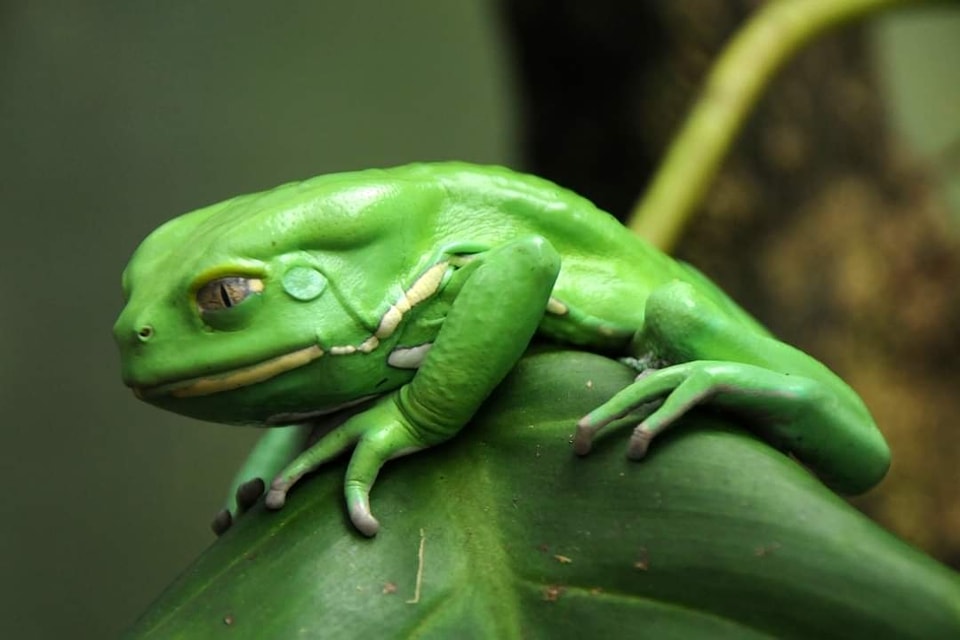 Ciencia - Rana arbórea mono cerosa (Phyllomedusa sauvagii) es conocida ...