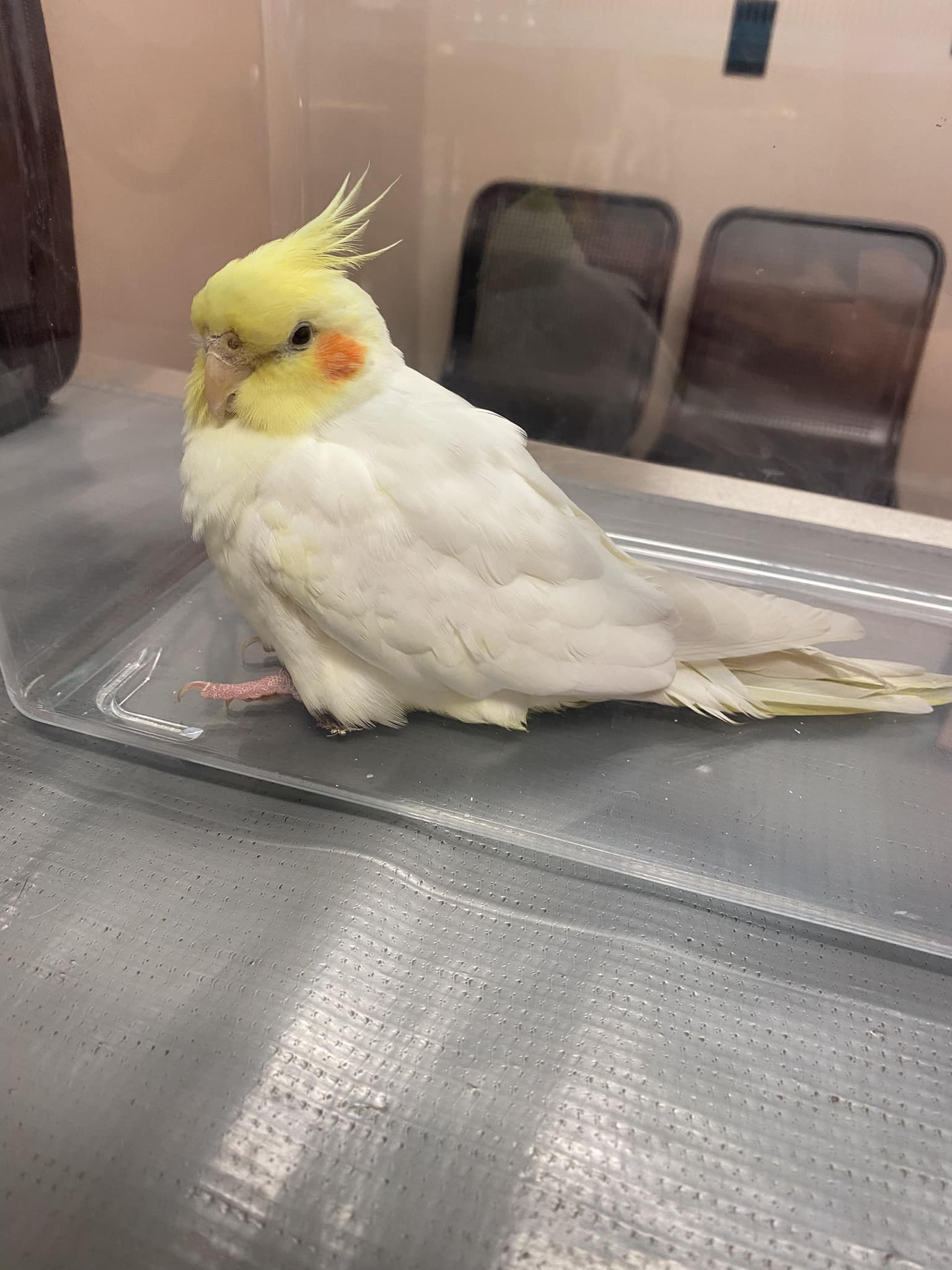 Lost cockatiel Roma in Wayne, PA area