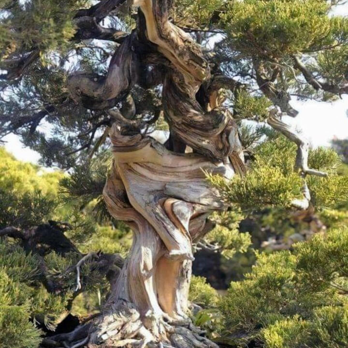 “The twisted tree lives its life,... - Sense of Samadhi Yoga