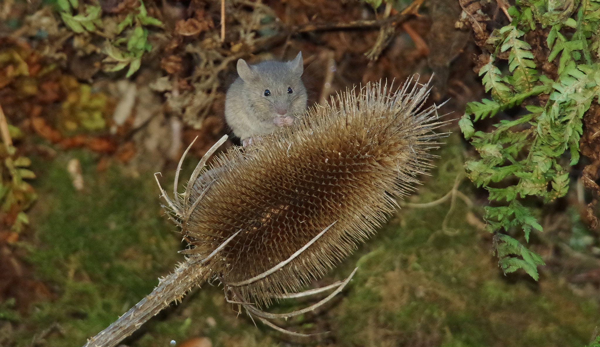 ohhh baby mouse you... - George the Mouse in a log pile house