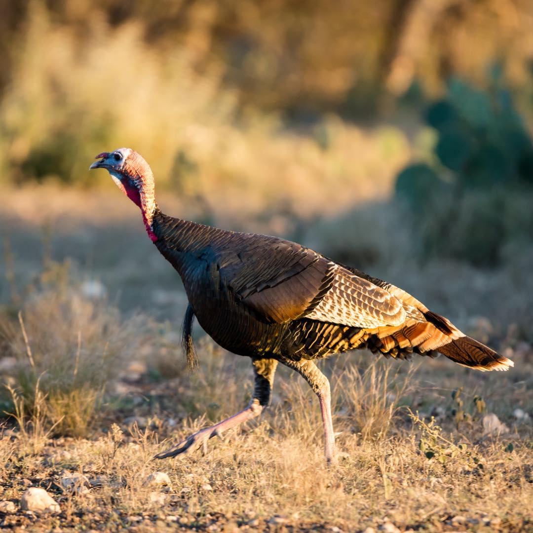 Sweet Water Ranch LLC - 🦃 Turkey Season is Here! 🦃 The gobblers are ...