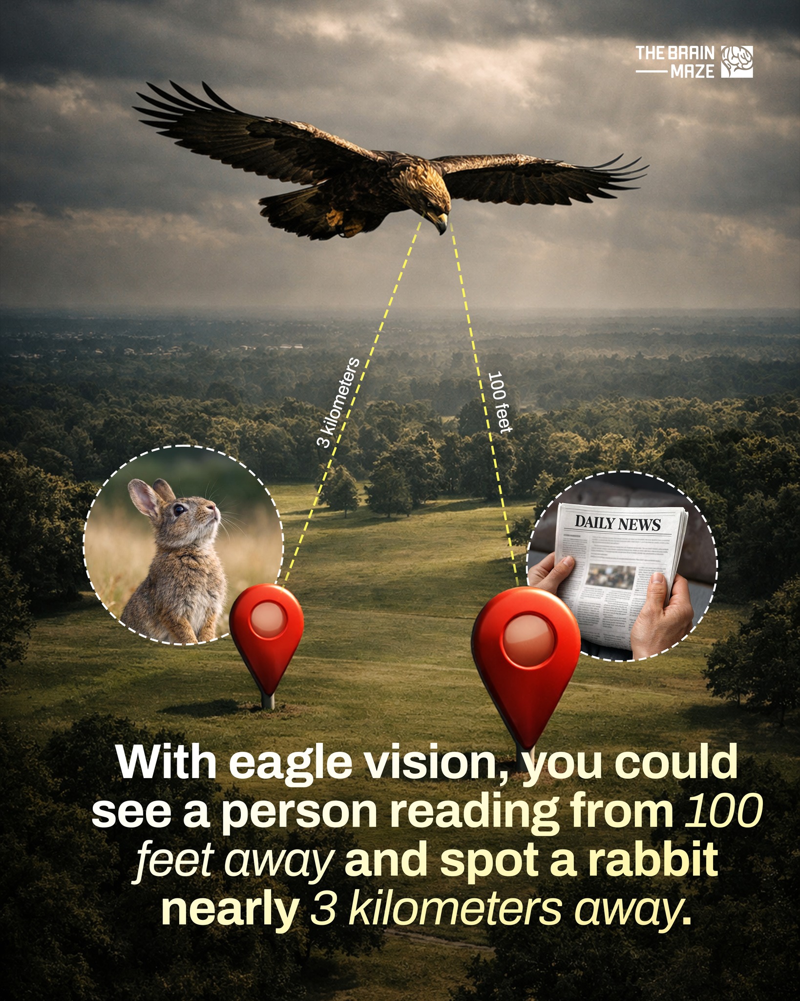 The Brain - Eagles have vision that is about four to eight times ...