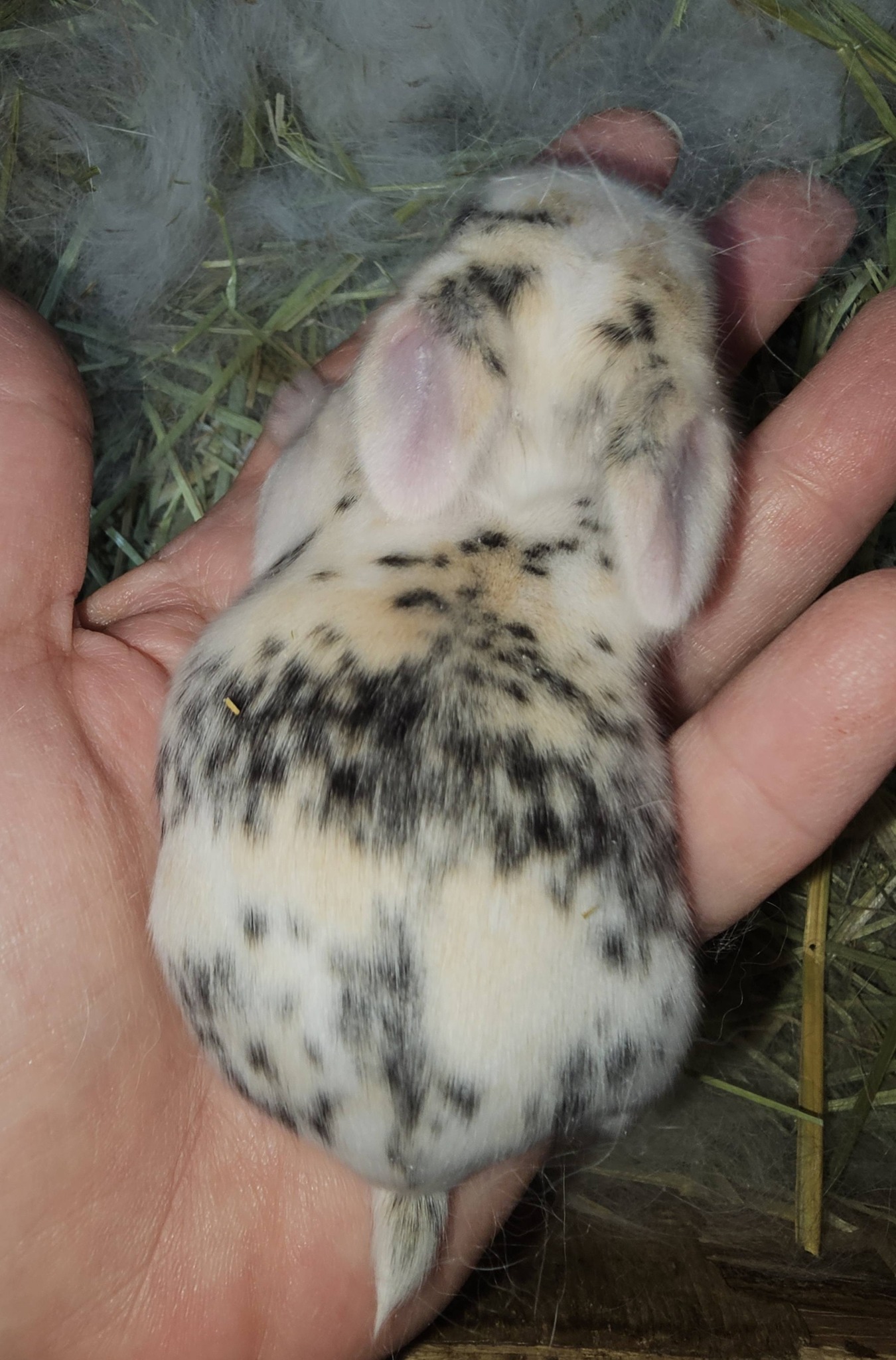 Cute little tri colored Holland lop... - Stoney Creek Rabbits | Facebook