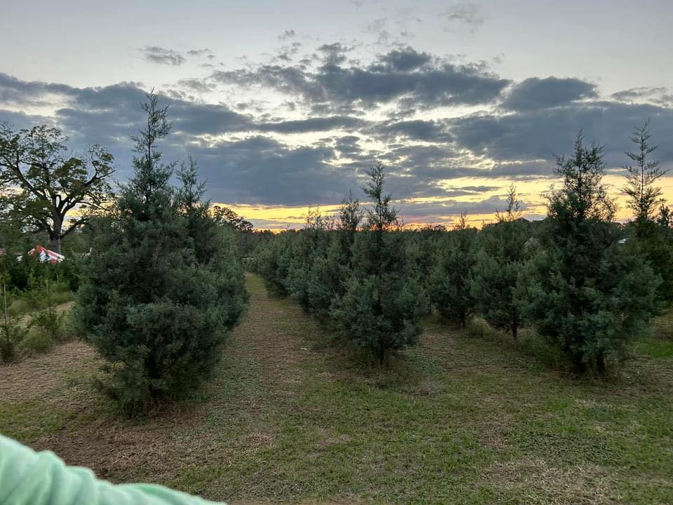 Brushy Branch Christmas Tree Farm and Pumpkin Picking | Loranger LA