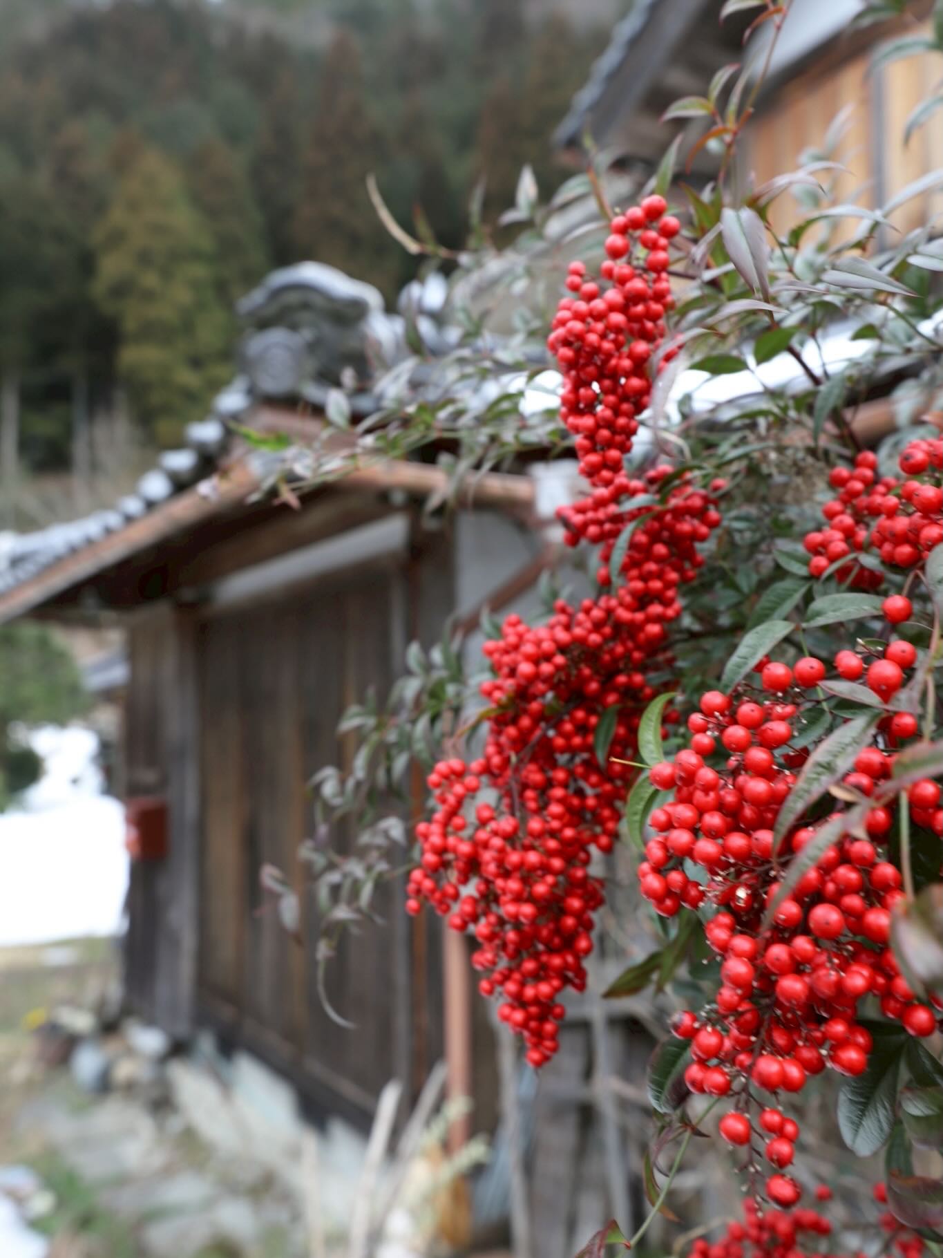 日本-美山茅草屋之里美山かやぶきの里日本三大合掌村（三大茅葺屋聚落