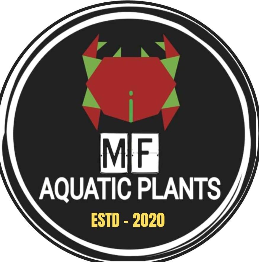 Hygrophila pinnatifida available #aquarium #hygrophilapinnatifida # ...