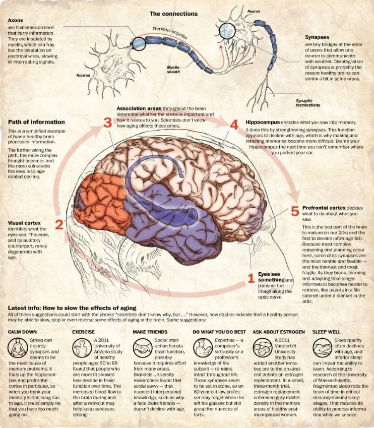 Anthony - Ageing and the Brain. | Facebook