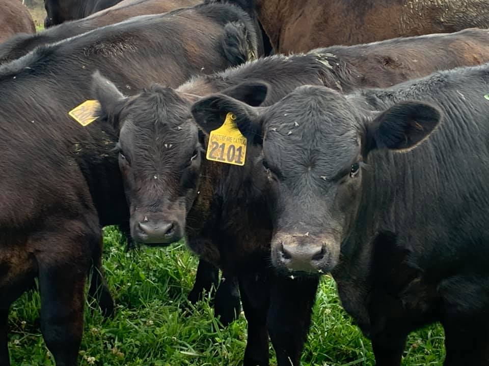 MasterfareCattle | Johnstown OH