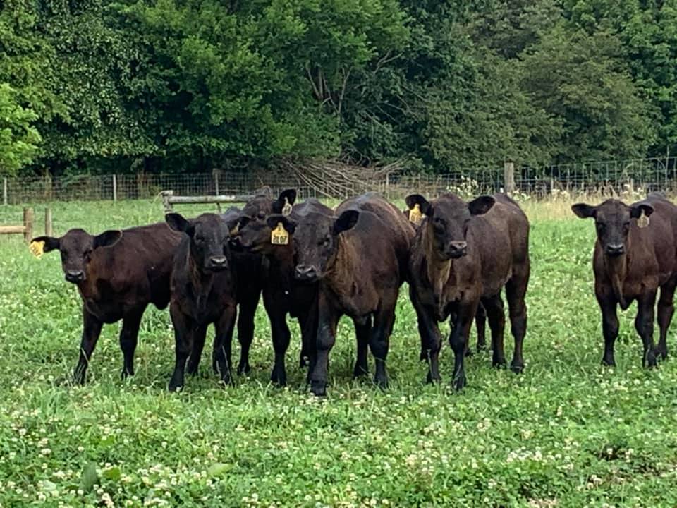 MasterfareCattle | Johnstown OH