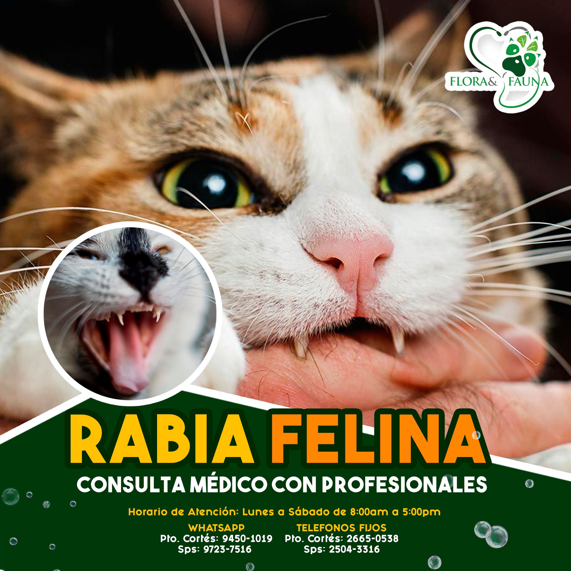 Flora y Fauna - Esta enfermedad causa un virus que se...