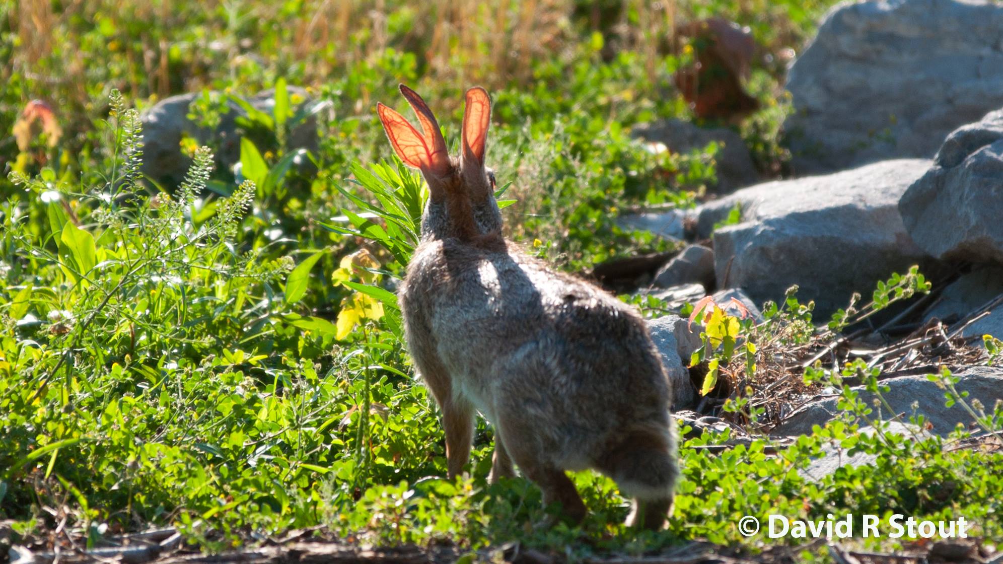 BBC Earth - A rabbit with three ears or two? We think the...