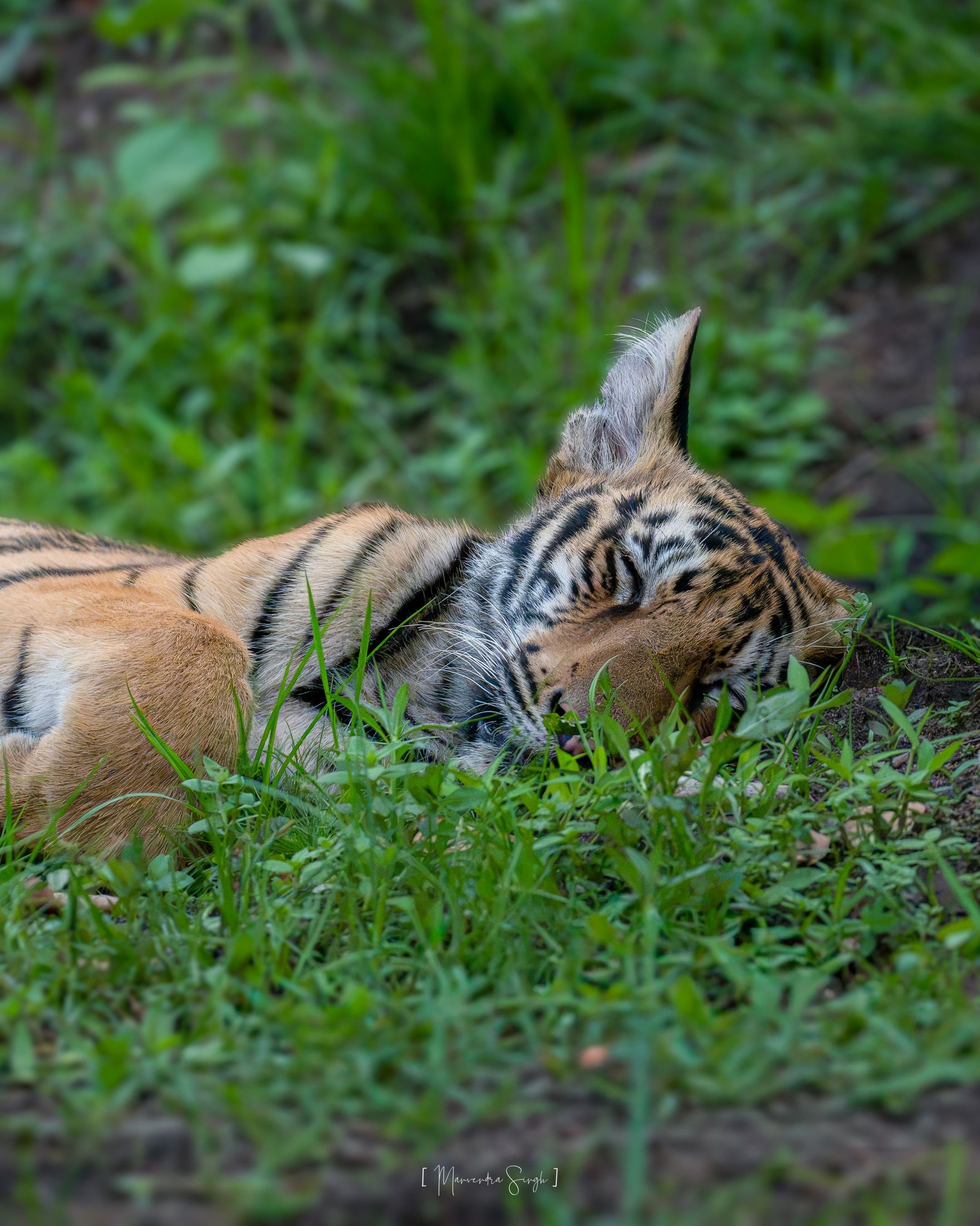 Dream Of Every Mother 🌸🐅 #soumitra_wildlife #mahalaya #forest #tiger # ...