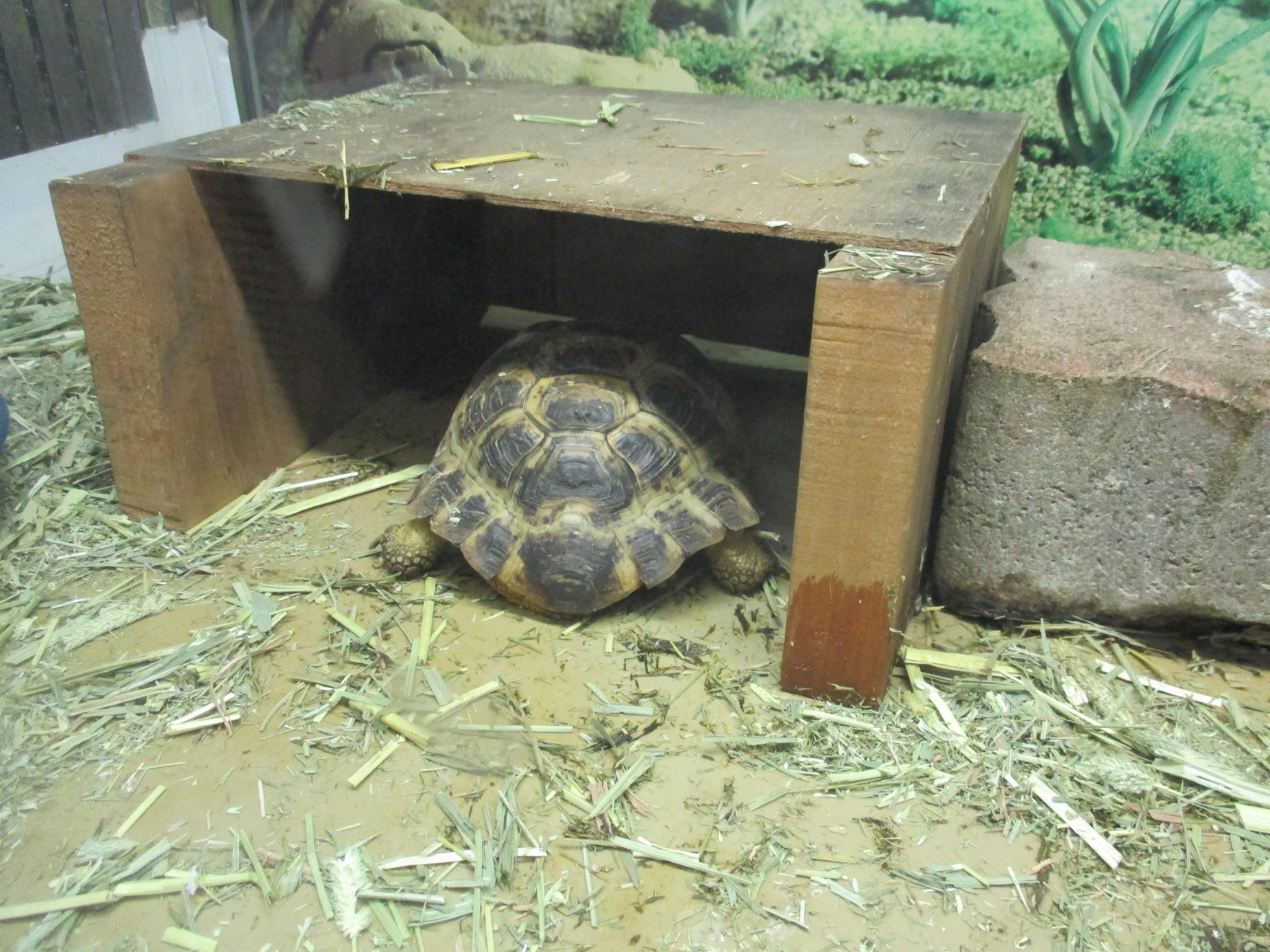 リクガメ シェルター 室内 キノコ型爬虫類シェルター オーダーページ 