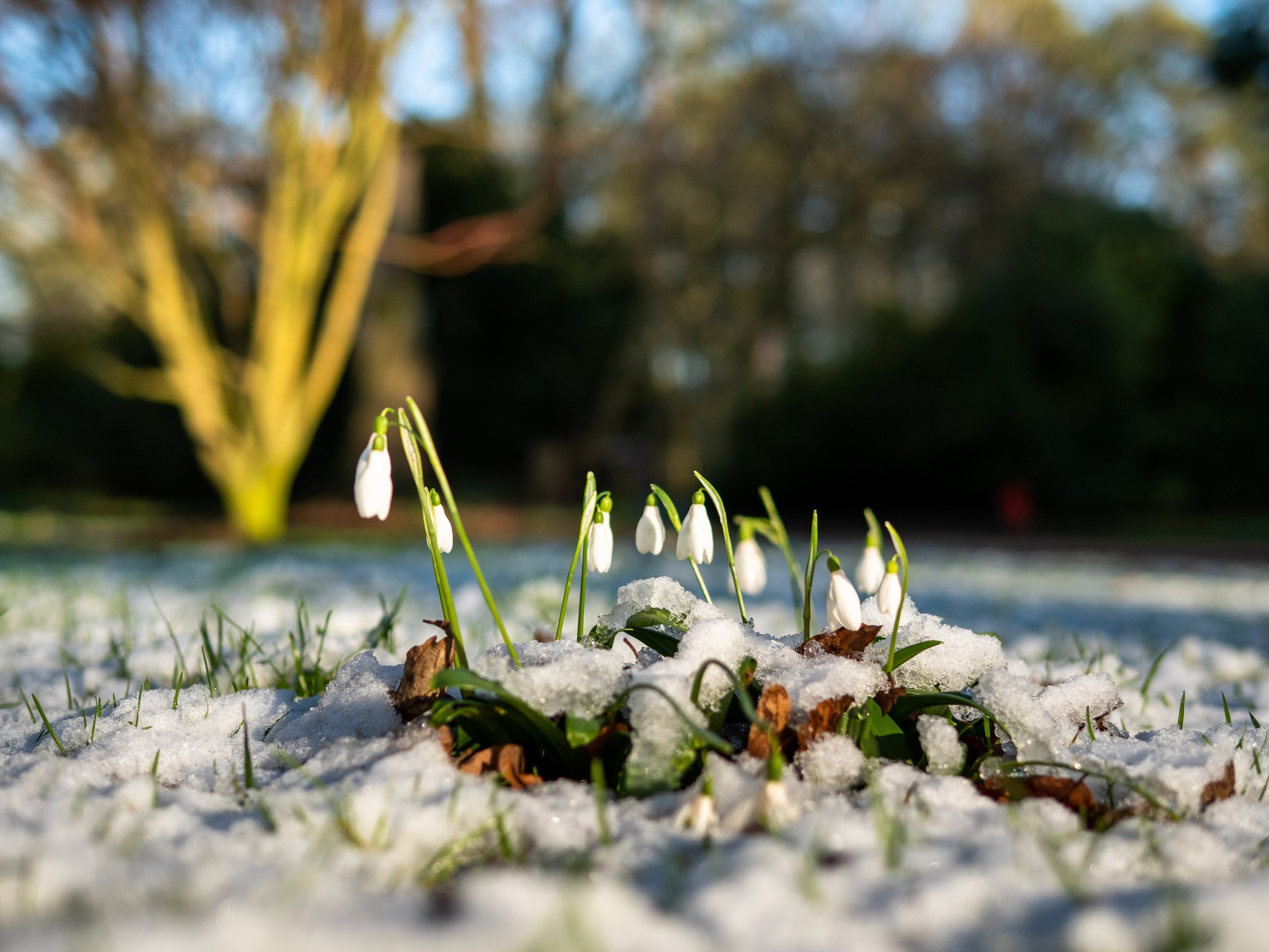 National Trust - If the arrival of snowdrops has inspired...