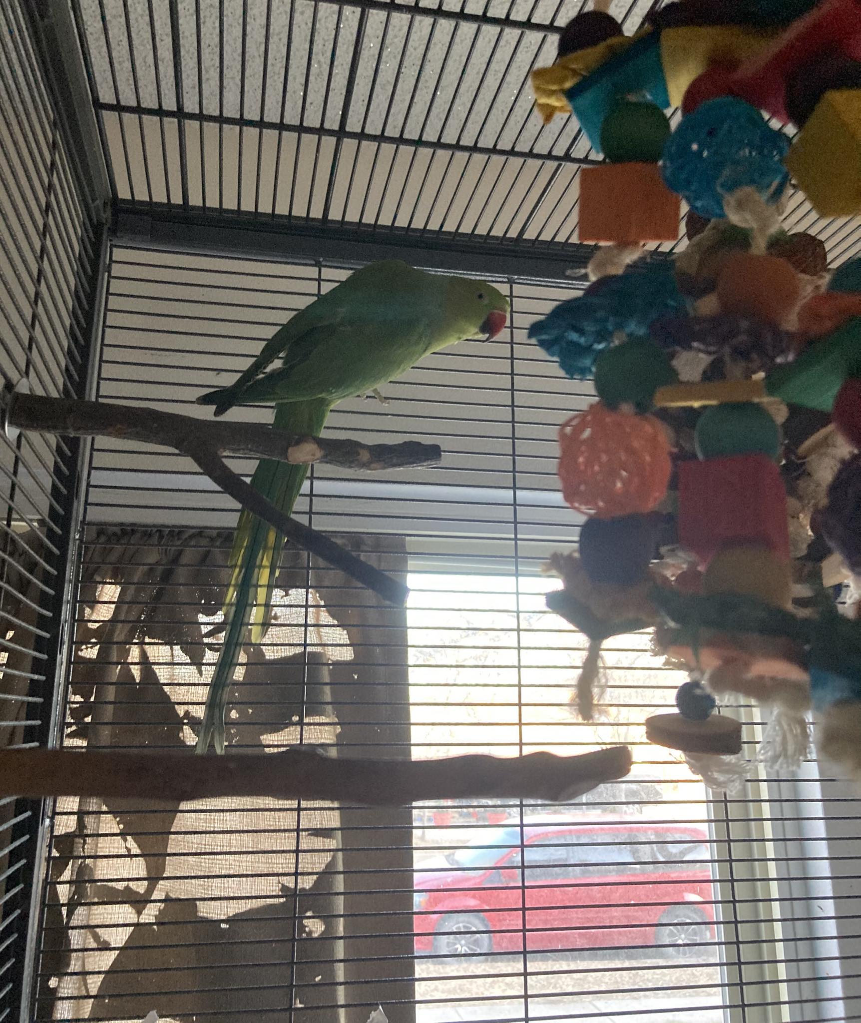Crucial Parrot Cage Considerations Reference: Kiwi One Of The Parrots We Provide Sanctuary For Enjoying