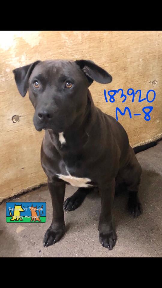 WILD Canine Rescue | Springfield IL