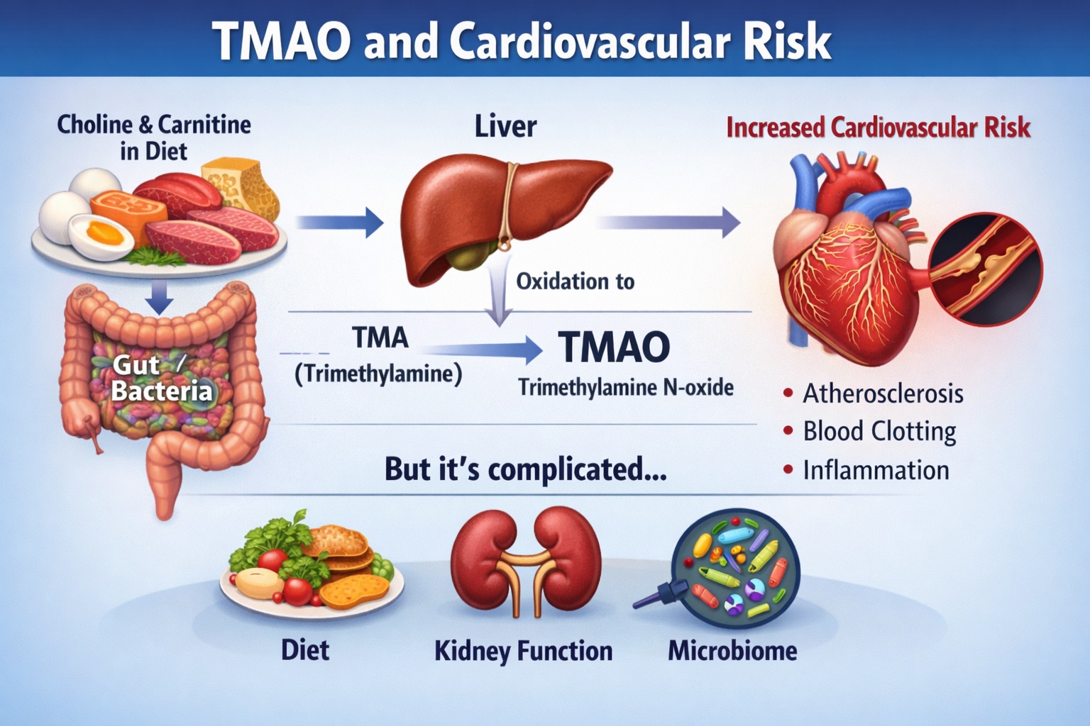 Trimethylamine N-oxide (TMAO) — the gut-microbe metabolite TMAO is produced when gut bacteria turn dietary choline/carnitine into trimethylamine (TMA), which the liver oxidizes to TMAO. It's been tied to cardiovascular risk in
