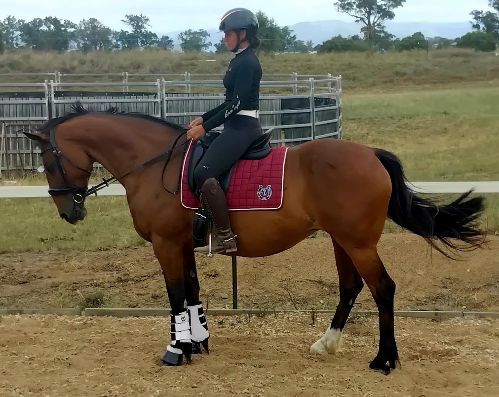 Sharp Performance Horses | Denman NSW
