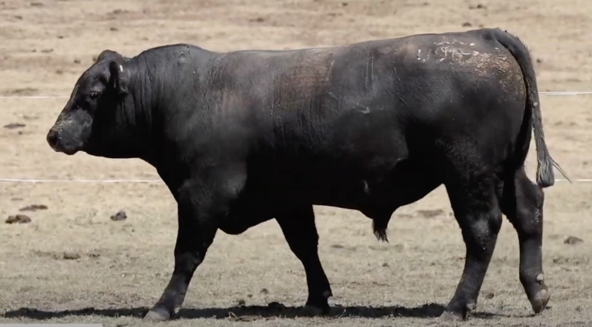 Reiland - Growth/docility/muscle 🎯 A stand out bull since birth ...