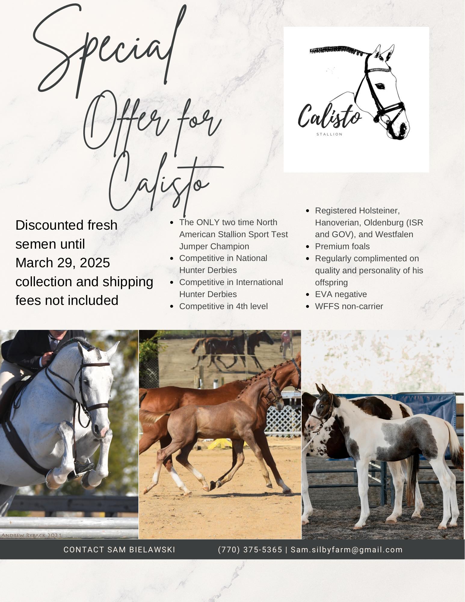りお Calisto warmblood stallion for breeding with discount