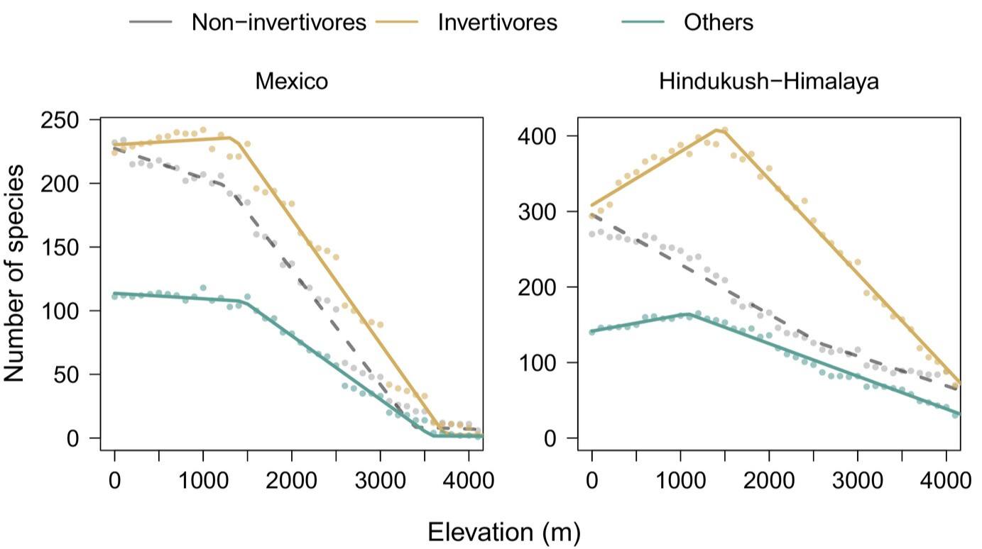 Ibis - Ant impacts on global patterns of bird elevational diversity ...