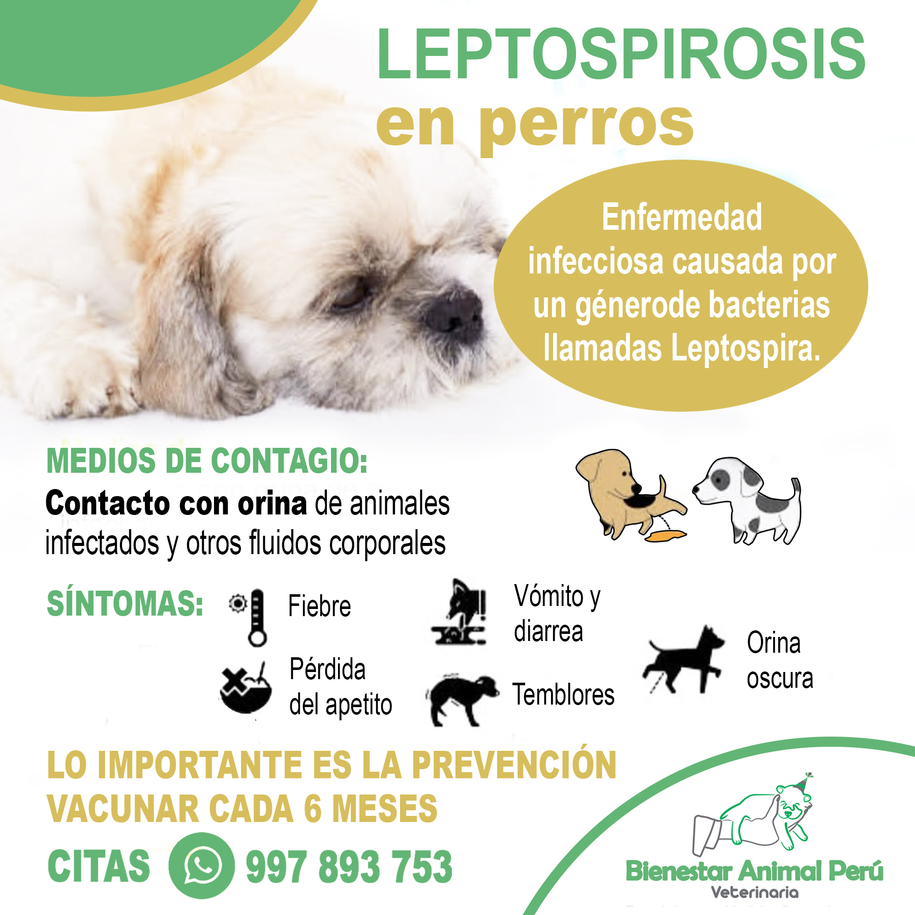 Bienestar - 🐶 ️👍 ¿Sabes que es le #Leptospirosis en perros, los ...